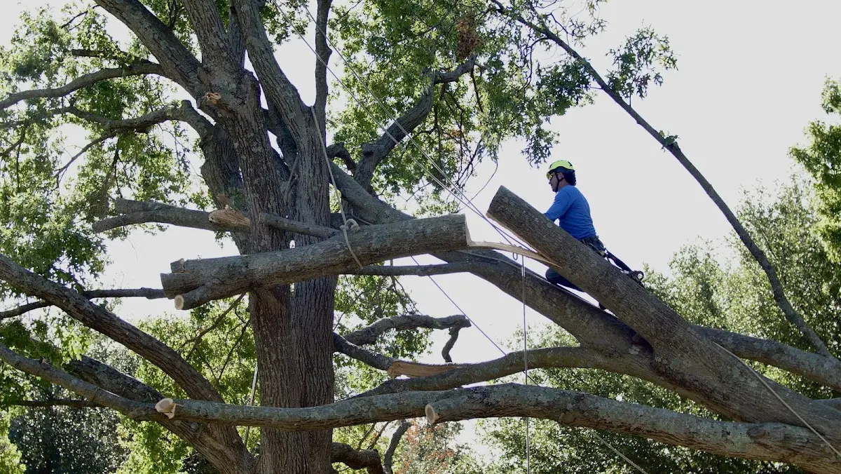 Professional Hazardous Tree Removal performed by certified arborists in Porter